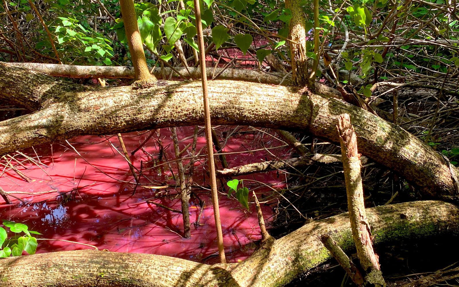 Randonnée entre le Robert et Trinité à la recherche de la Mangrove Rose près de l&rsquo;usine du Galion