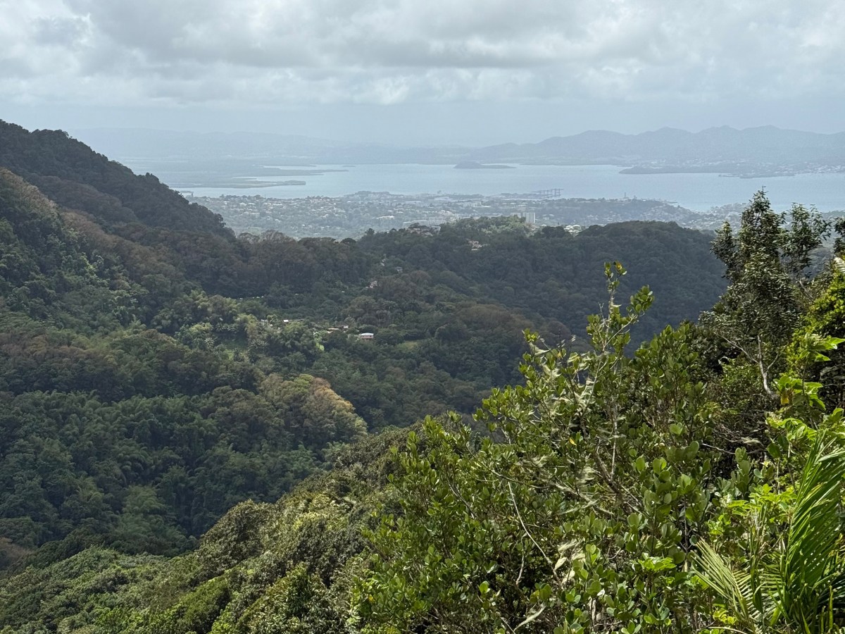 La boucle d&rsquo;Absalon : Une Randonnée forestière sur les hauteurs de&nbsp;Fort-de-France