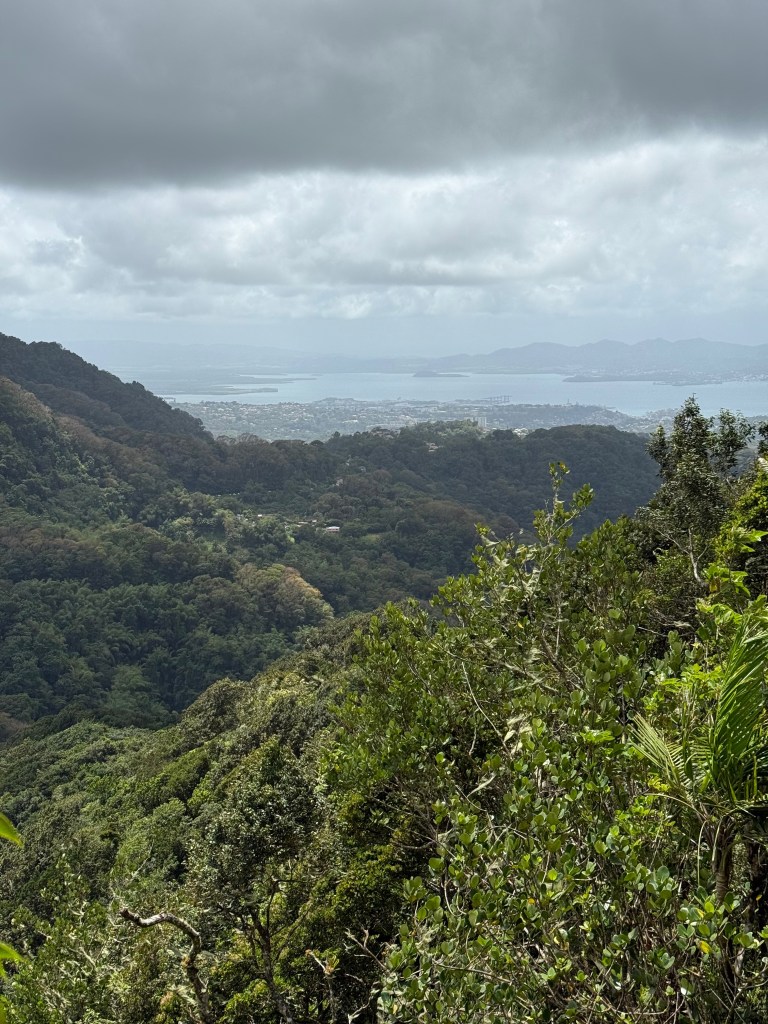 La boucle d&rsquo;Absalon : Une Randonnée forestière sur les hauteurs de&nbsp;Fort-de-France
